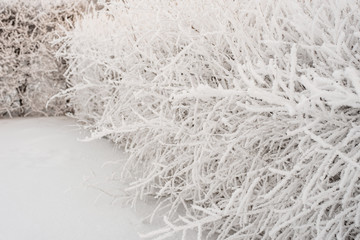 Winter trees and shrubs covered with hoarfrost in a city park. Winter Tale