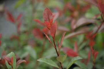 Photinia fraseri Calmivily