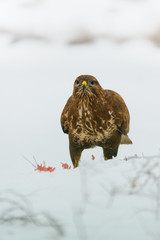 Common buzzard eating meat on the snow