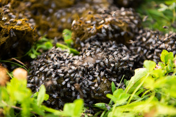 Many flies sit on horse excrements