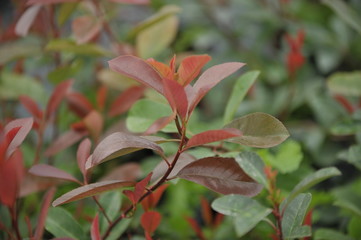 Photinia fraseri Calmivily