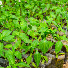 Seedlings of pepper. Pepper in greenhouse cultivation. Seedlings