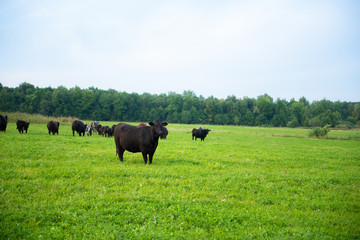 black cows are grazed on a meadow. blue sky