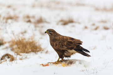 Common buzzard eating meat on the snow