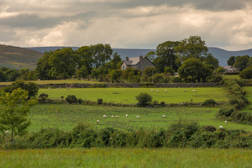 Fototapeta na wymiar Sheep in a Field Near Kilkeel Northern Ireland
