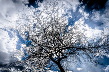 tree against the background of the sky