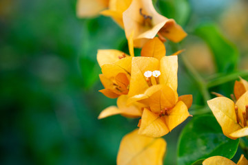 blooming  orange Bougainvillea flower or paperflower  on blur green background
