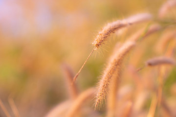 gloden dry Grass spikelets in soft focus in the setting sun close-up. Natural background