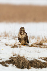 Common buzzard buteo buteo on winter field