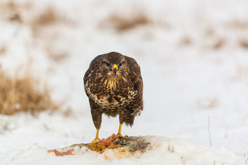 Common buzzard eating meat on the snow