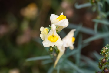 Naklejka na ściany i meble Common Toadflax Flowers in Bloom in Winter
