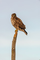 Photo of common buzzard buteo buteo on a tree