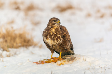 Common buzzard eating meat on the snow