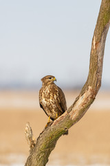 Photo of common buzzard buteo buteo on a tree