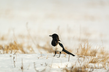 Photo of magpie bird on the snow