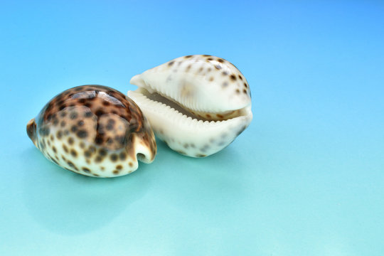caracolas del mar caribe aisladas en fondo azul