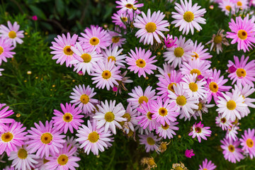 Fototapeta premium Flowers - nature floral background
