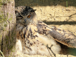 Eagle Owl Resting 1