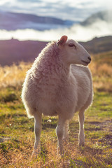 Norwegian sheep