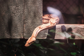 Fototapeta premium animal in the zoo