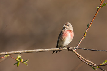 Linnet sitting on a branch with his head turned. The chest of the bird is red.