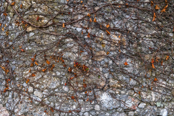 Stone wall with dried leaves background
