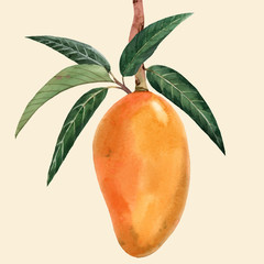 Aquarell-Mango-Frucht-Vektor-Illustration © Zenina-Lembrik
