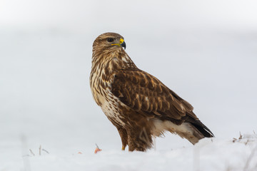 Common buzzard buteo buteo on winter field