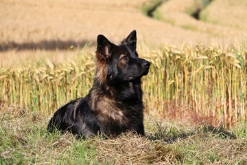 beautiful german shepherd is lying in a corn field