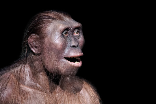 australopithecus afarensis expression