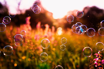 beautiful natural background with summer clear green meadow with pink flowers and soap bubbles brightly shimmer and fly in the air at orange sunset