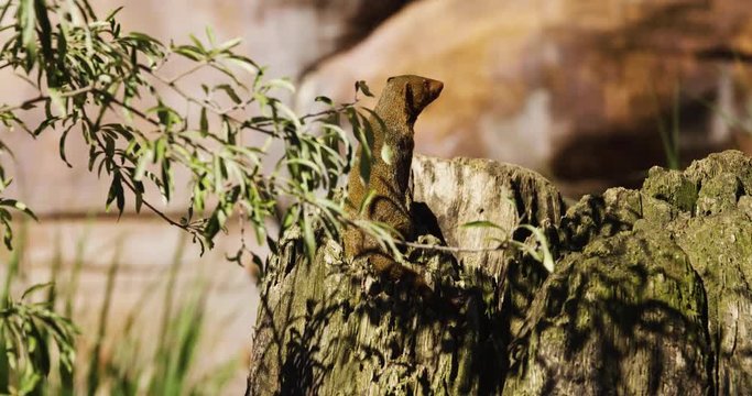 dwarf_mongoose