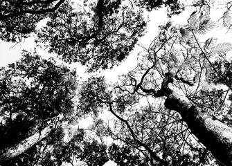 Leafless branches isolated on white background