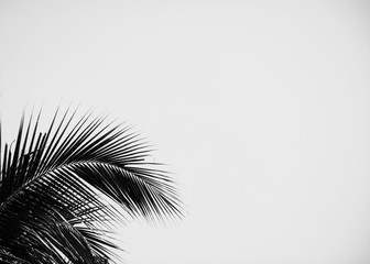 Fototapeta na wymiar palm coconut leaves