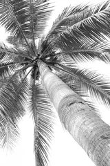 Crédence de cuisine en verre imprimé Gris 2 beaux palmiers cocotier sur fond blanc