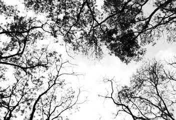 Bare tree branches on a pale white background