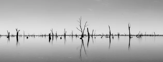 Küchenrückwand glas motiv Schwarz und weiss Foto von toten Baumstämmen, die aus dem Wasser ragen, Australien