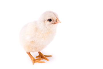 White small chicken isolated on a white background