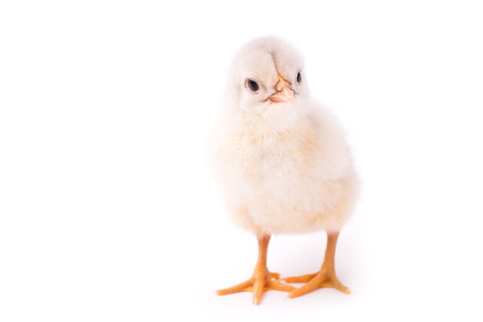 White small chicken isolated on a white background. Little chicken looks curios