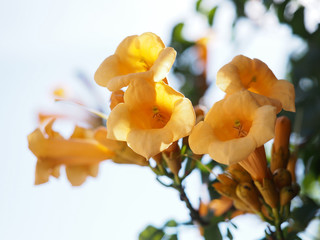 Yellow Trumpet Creeper flowers isolated against white sky