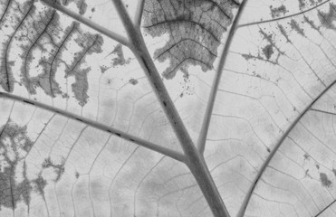 Leaf patterns in black and white