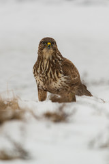 Common buzzard buteo buteo on winter field