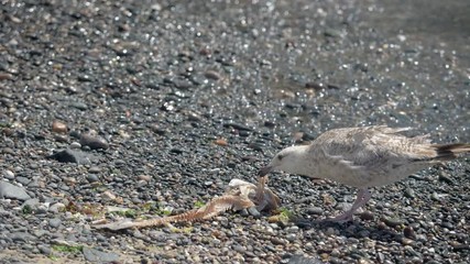 A juvenile seagull eating a dead fish on the shore of Cadgwith beach, Cornwall.