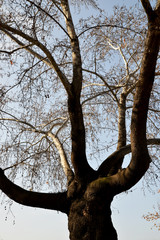 Fototapeta na wymiar tree on a background of blue sky