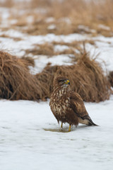 Common buzzard buteo buteo on winter field