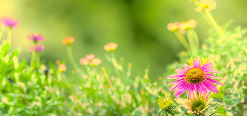 Blumenwiese mit Sonnenhut