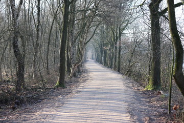 Waldweg einsam weg natur sträucher