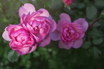 Pink three roses bud bursting in bloom on green bush