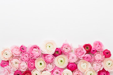 Beautiful colored ranunculus flowers on a white background.Spring greeting card.