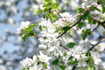 White apple tree flowers, spring fruit garden